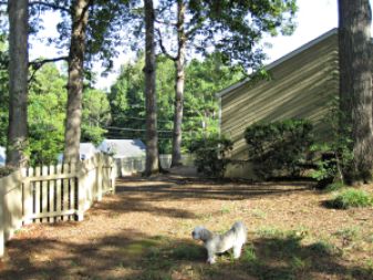 The huge side yard that got zero sunlight until we chopped down a few trees