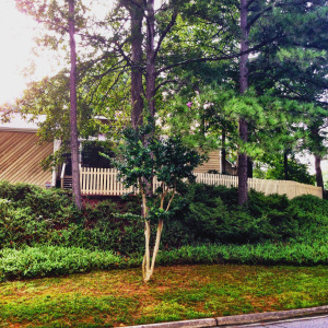 Before we removed 13 pines from the front yard. 